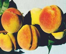 З якими сортами персика сумісний абрикос-підщепа